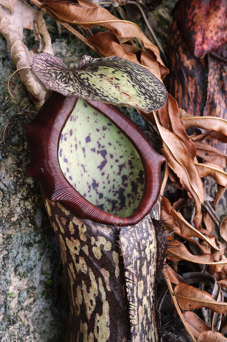 Pitcher Plant (Nepenthes mapuluensis) pitcher, Gunung Buntung, Borneo, Indonesia