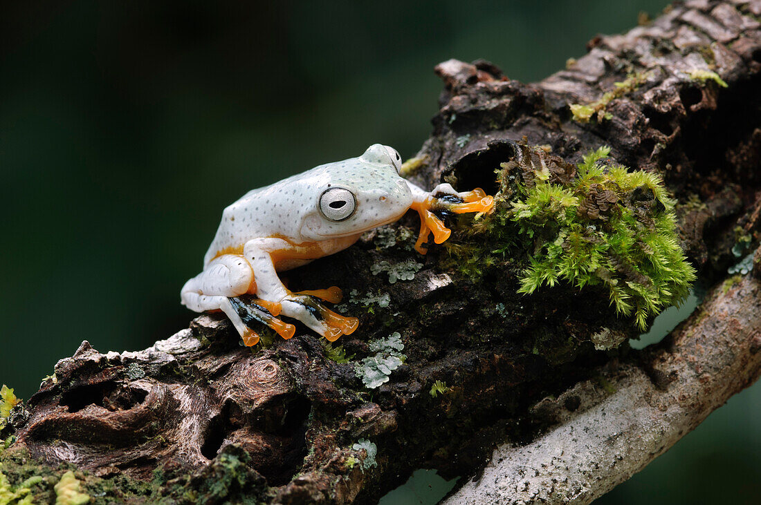 Reinwardt's Flying Frog (Rhacophorus reinwardtii), Kuching, Borneo, Malaysia