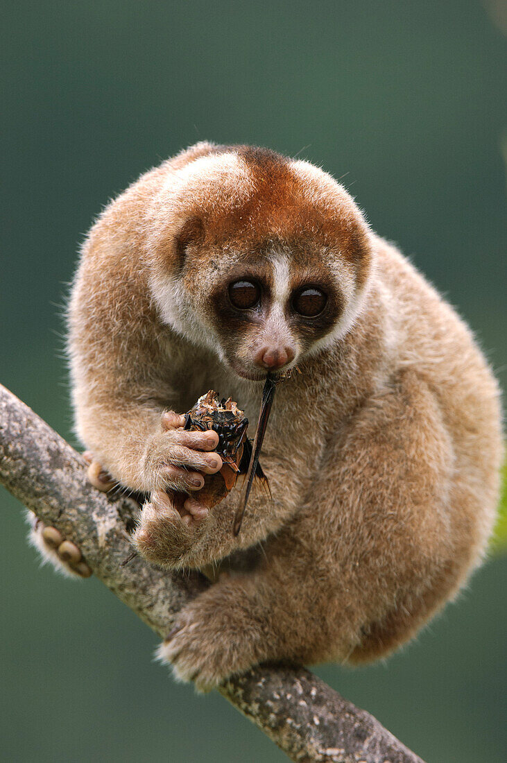 Slow Loris (Nycticebus kayan) feeding, Bau, Malaysia