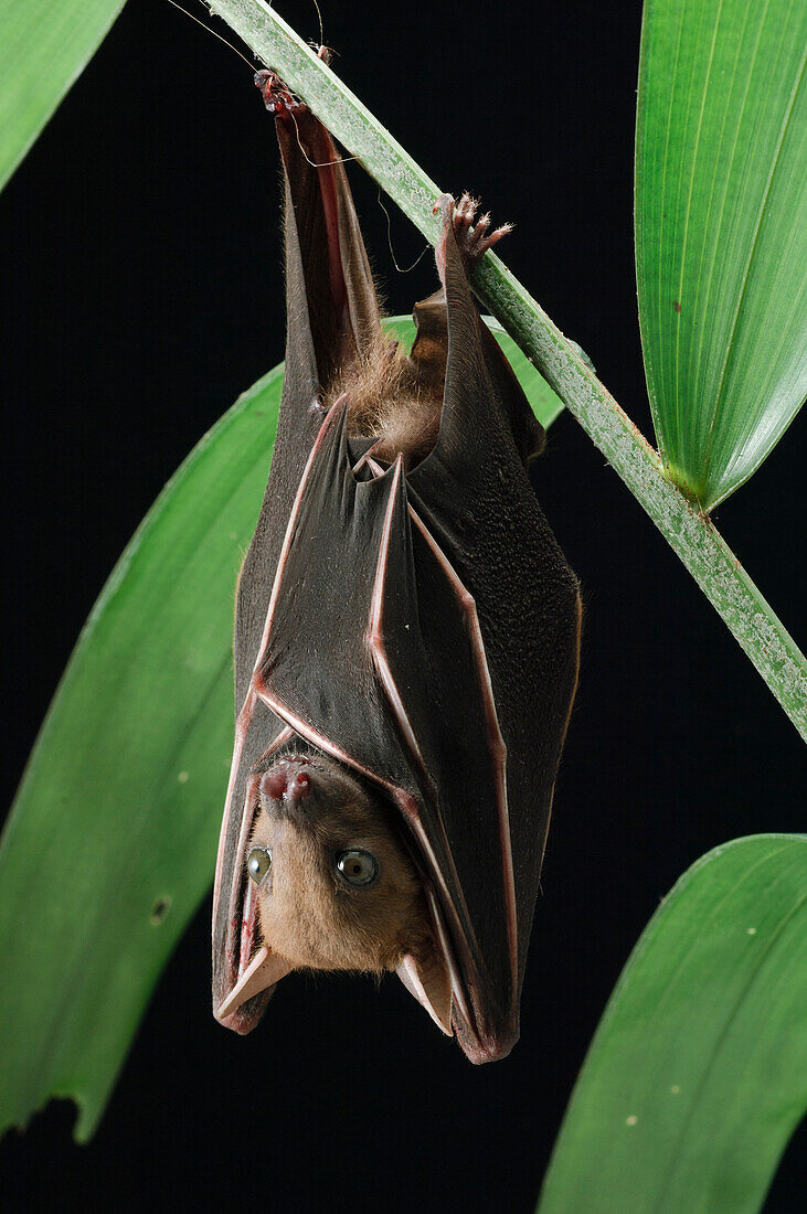 Lesser Short-nosed Fruit Bat (Cynopterus brachyotis) roosting, Kuching, Borneo, Malaysia