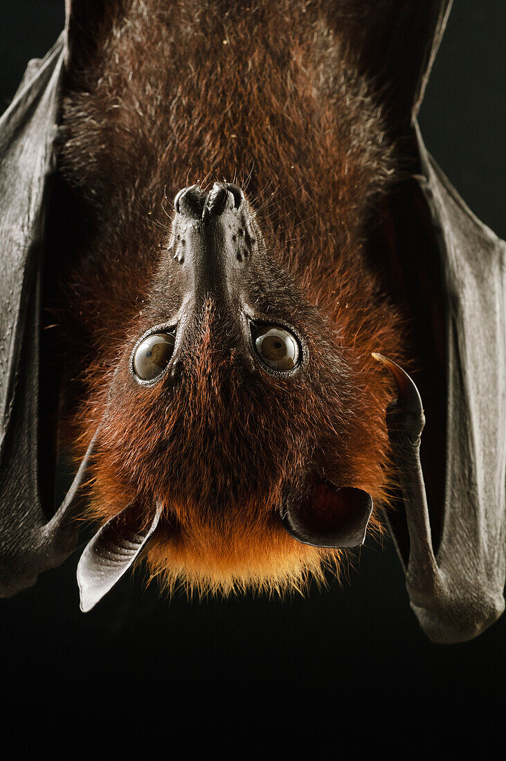 Large Flying Fox (Pteropus vampyrus) roosting, Kuching, Borneo, Malaysia