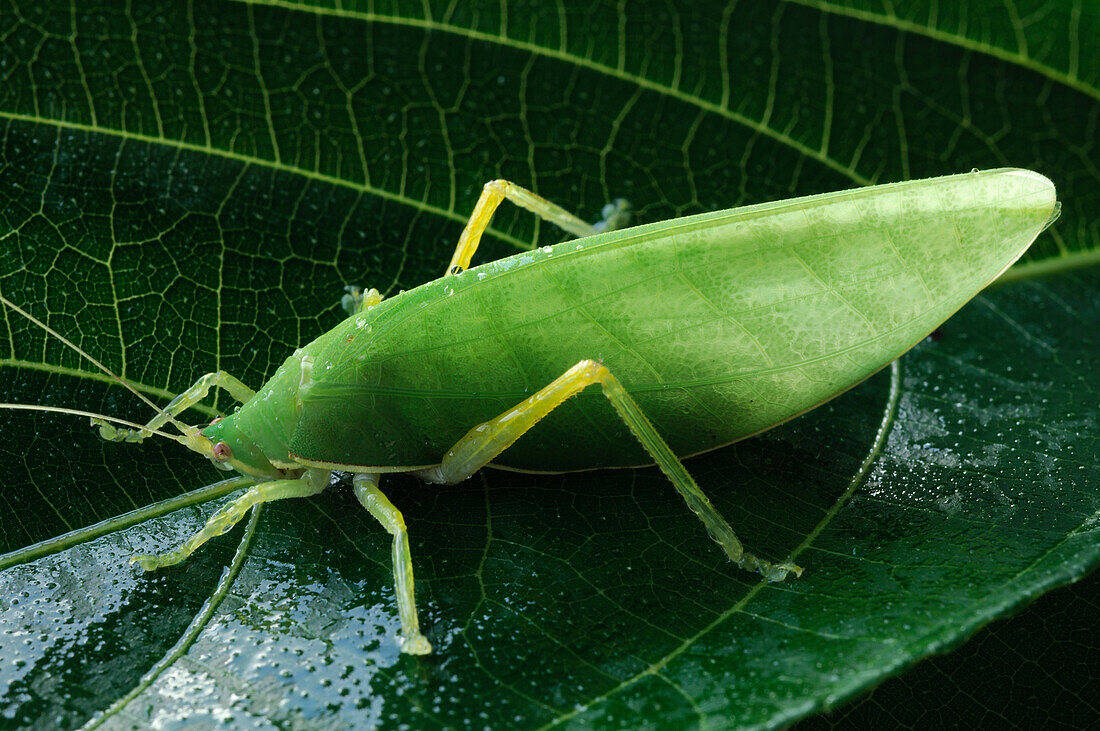 Katydid (Tettigoniidae) on leaf, Malaysia