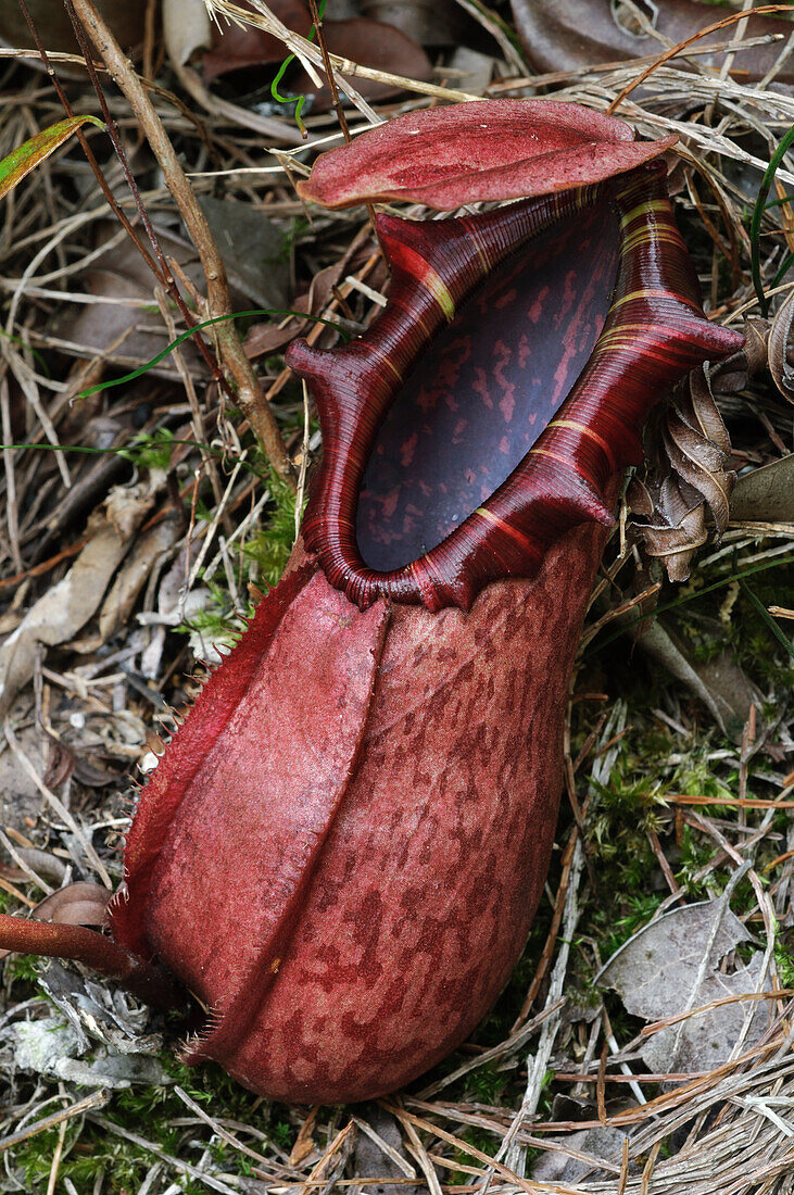 Pitcher Plant (Nepenthes northiana) lower pitcher, Bau, Malaysia