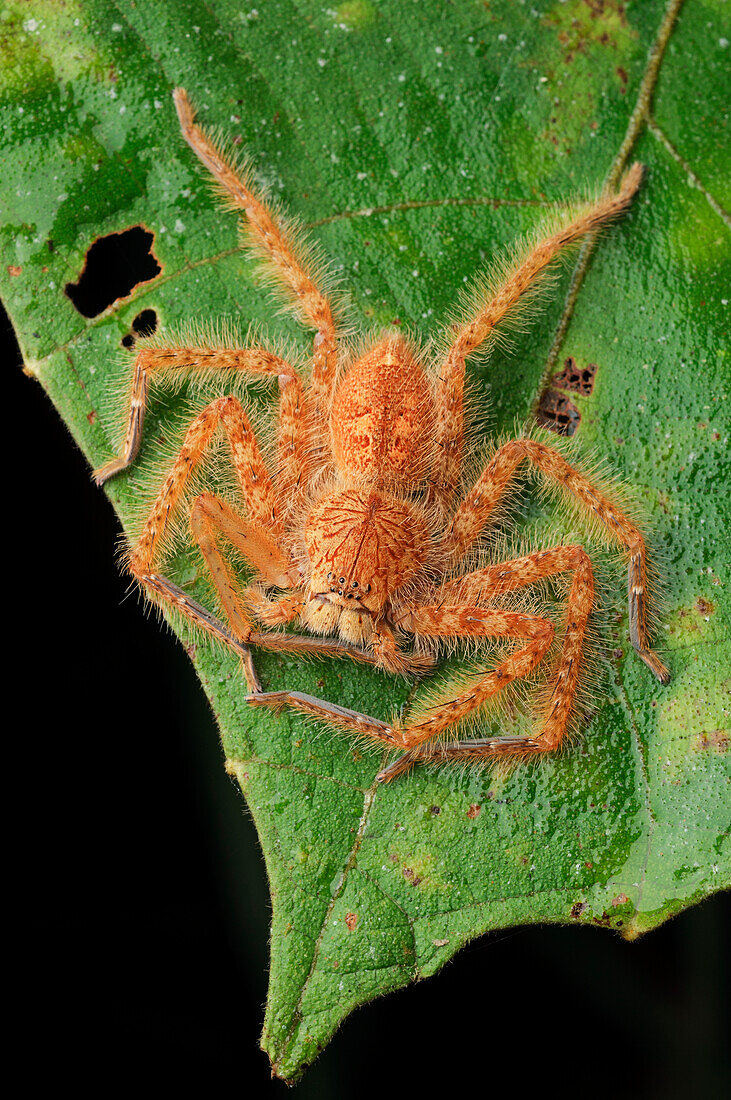 Giant Crab Spider (Sparassidae), Lundu, Malaysia