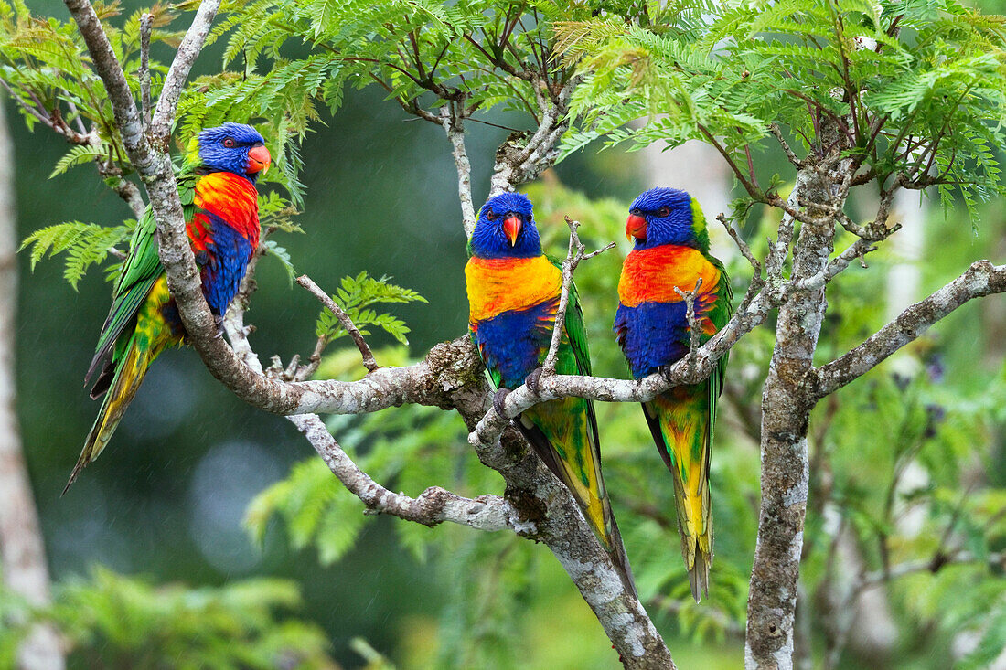 Rainbow Lorikeet (Trichoglossus haematodus) trio, Atherton Tableland, Queensland, Australia