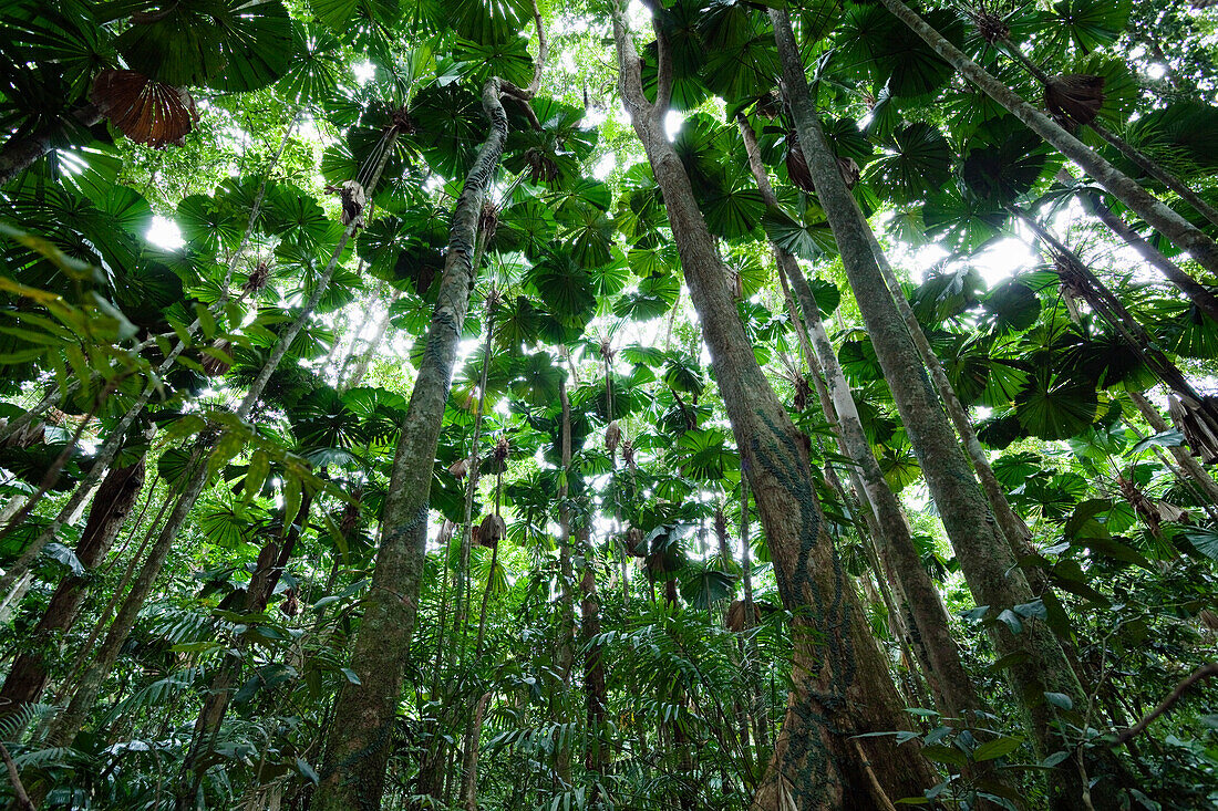 Licuala Fan Palm (Licuala ramsayi) forest, Daintree National Park, North Queensland, Queensland, Australia