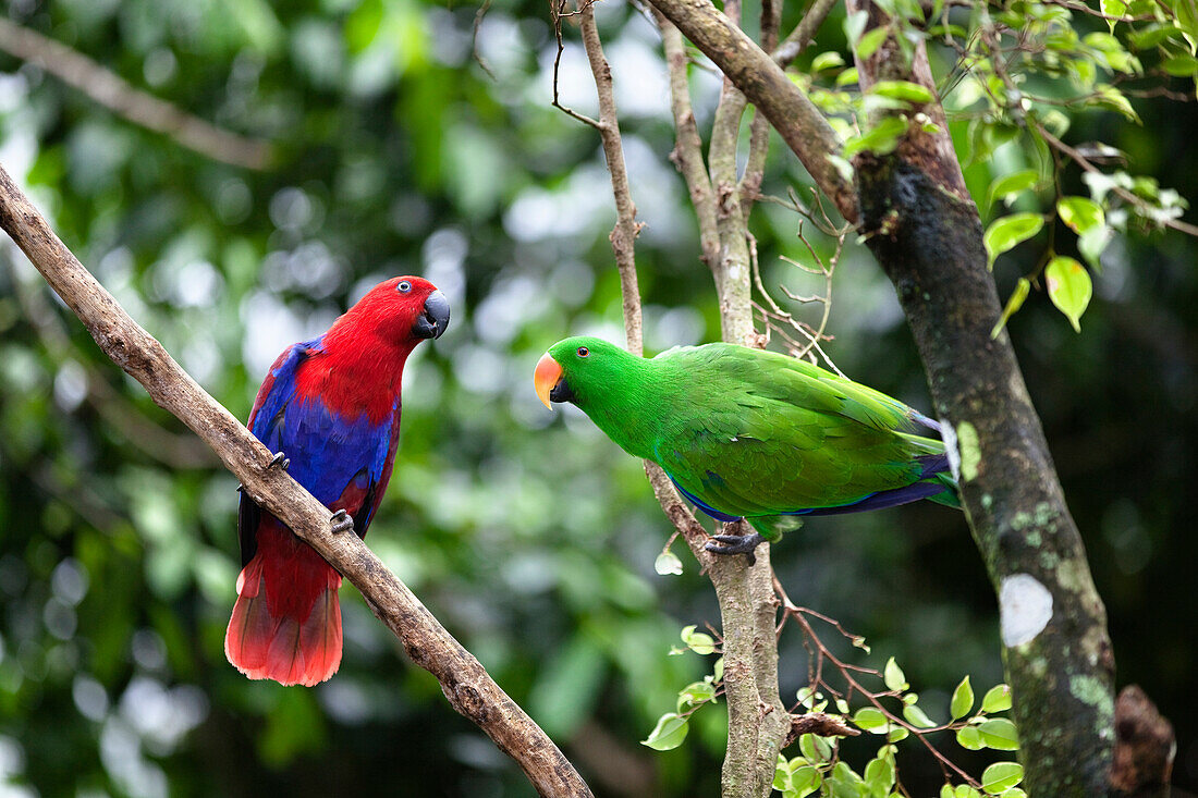 Eclectus Parrot (Eclectus roratus) pair, female on left and male on right, Cape York Peninsula, North Queensland, Queensland, Australia