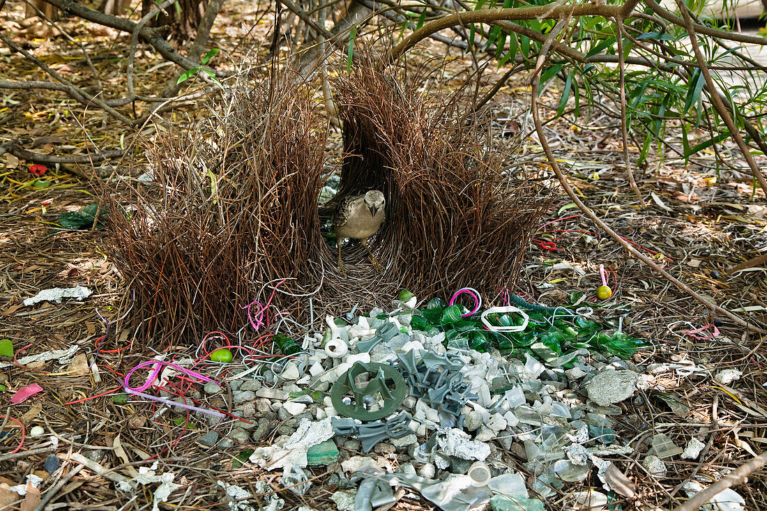 Great Bowerbird (Chlamydera nuchalis) male in bower with many plastic items, Townsville, Queensland, Australia
