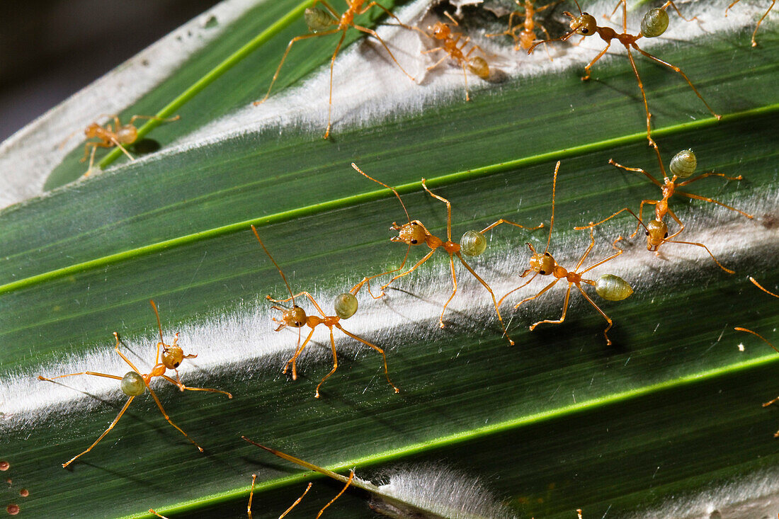 Green Tree Ant (Oecophylla smaragdina) group guarding their nest, Queensland, Australia