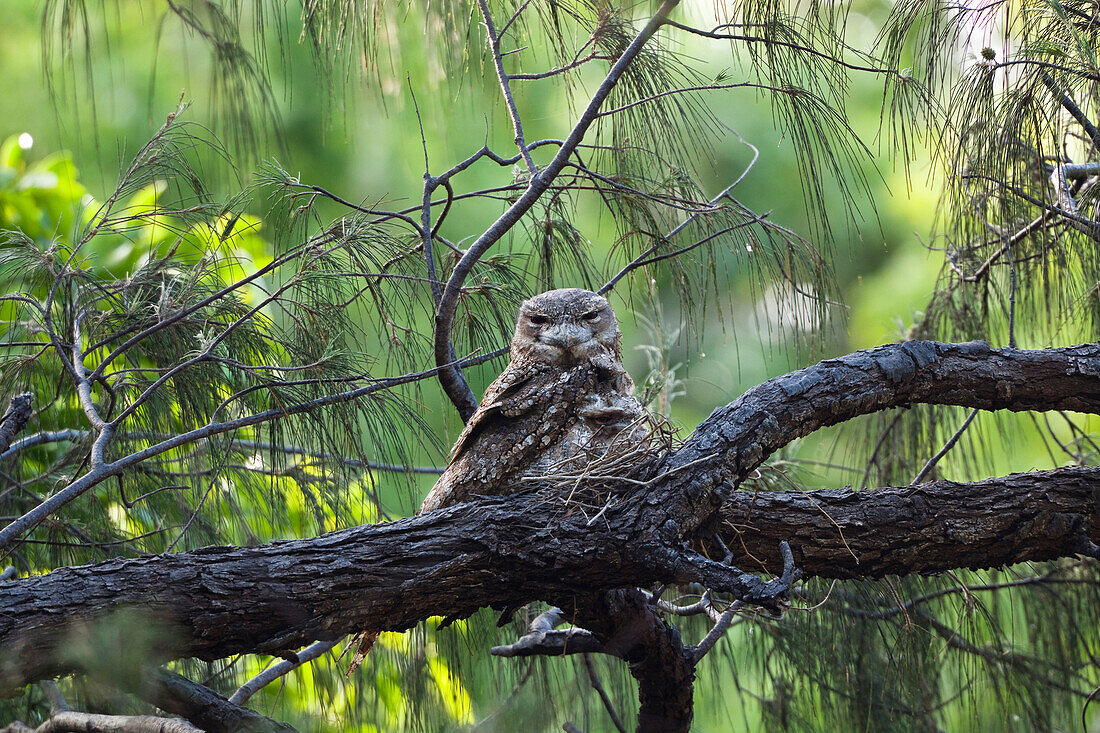 Papuan Frogmouth (Podargus papuensis) parent with chick on its nest, Iron Range National Park, Cape York Peninsula, North Queensland, Queensland, Australia