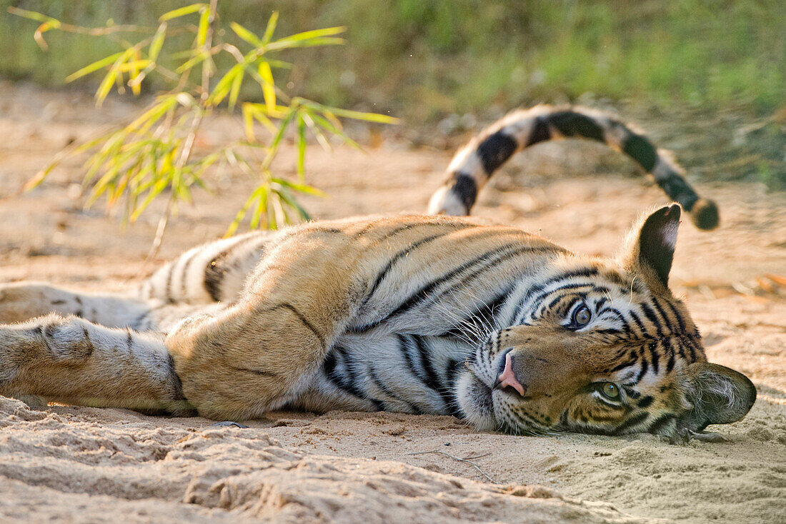 Bengal Tiger (Panthera tigris tigris) resting, Bandhavgarh National Park, India