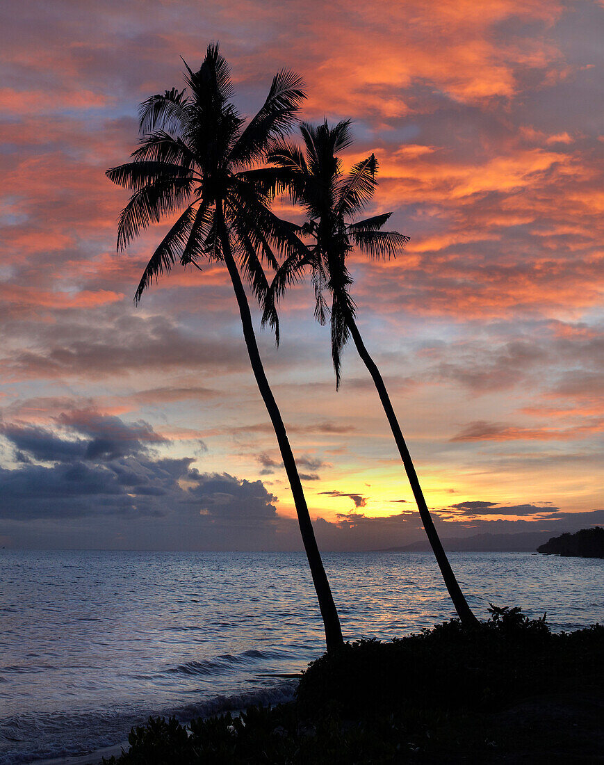 Coconut Palm (Cocos nucifera) trees at sunset at Bikini Beach, Panglao Island, Philippines