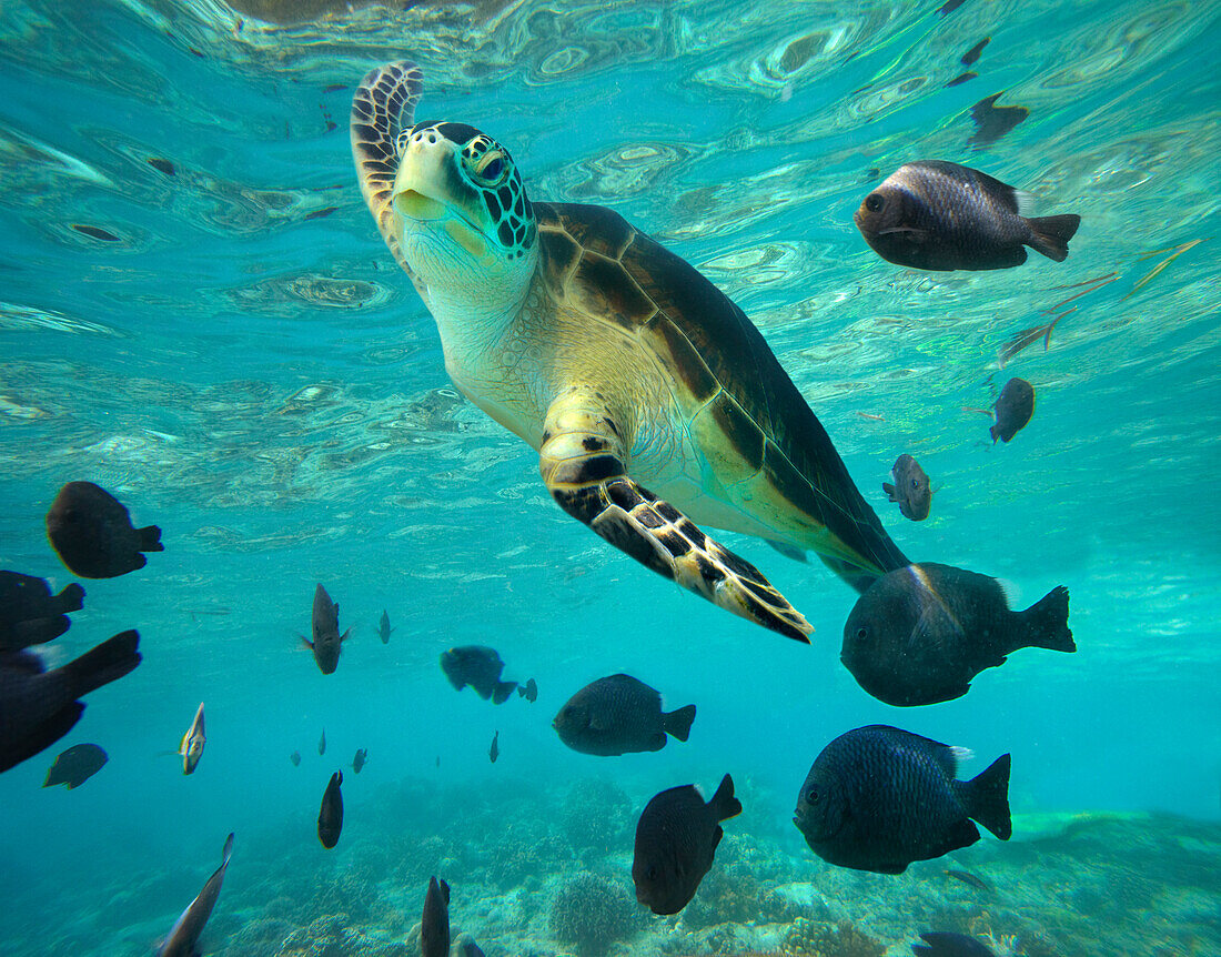 Green Sea Turtle (Chelonia mydas), Balicasag Island, Philippines