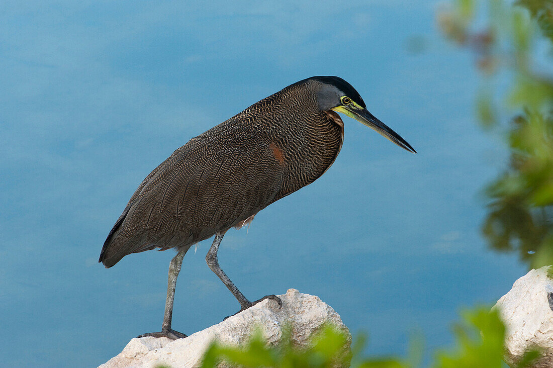 Bare-throated Tiger Heron (Tigrisoma mexicanum) on shore, Sian Ka'an Biosphere Reserve, Quintana Roo, Mexico