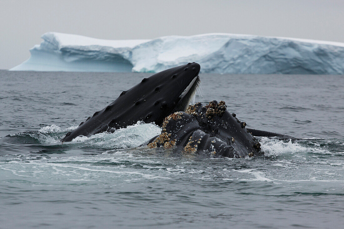 Humpback Whale (Megaptera novaeangliae) pair gulp feeding, Antarctica