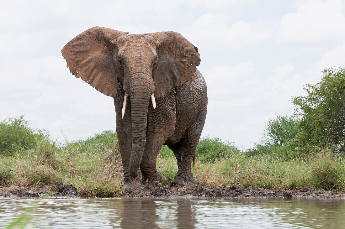 African Elephant (Loxodonta africana) on shore in defensive posture, Tumaren Ranch, Kenya