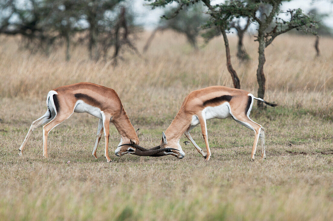 Grant's Gazelle (Gazella granti) males sparring, Ol Pejeta Conservancy, Kenya