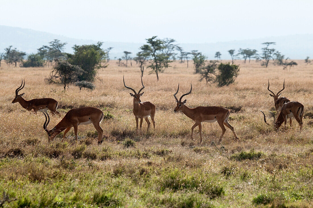 Impala (Aepyceros melampus) males grazing, Ol Pejeta Conservancy, Kenya