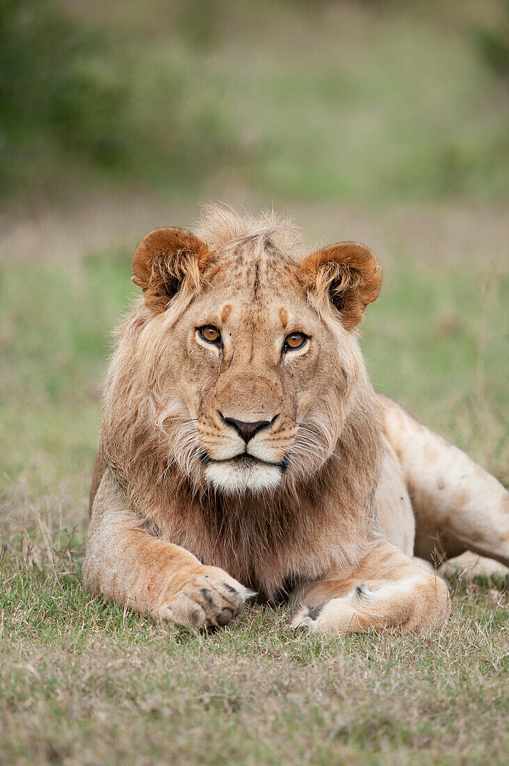 African Lion (Panthera leo) sub-adult male, Ol Pejeta Conservancy, Kenya