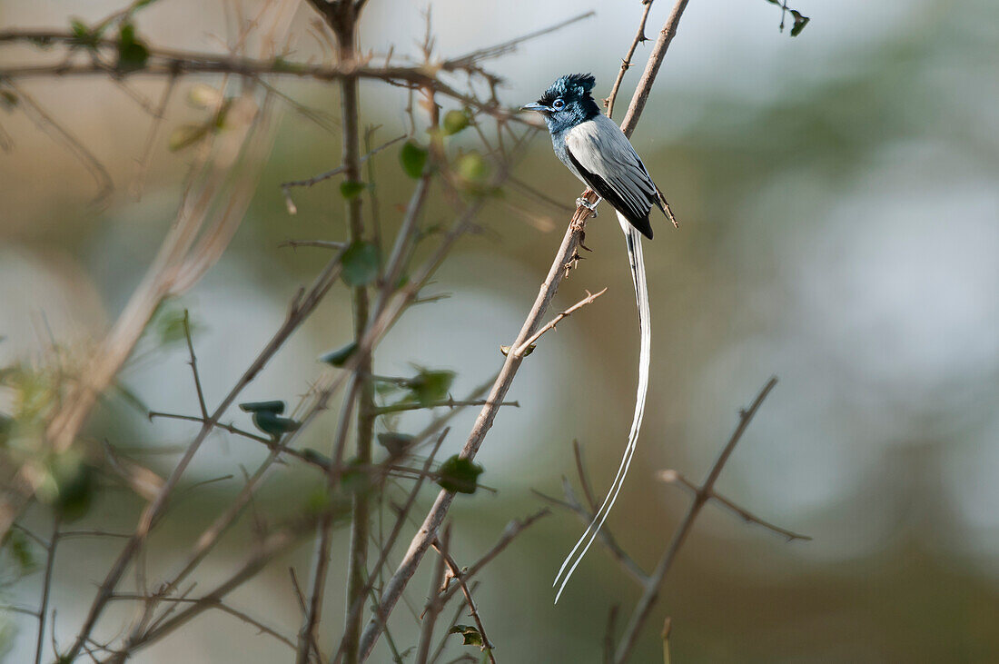 African Paradise-Flycatcher (Terpsiphone viridis) white morph, Solio Game Reserve, Kenya