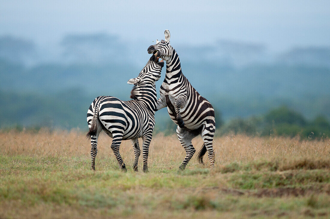 Zebra (Equus quagga) stallions sparring, Ol Pejeta Conservancy, Kenya