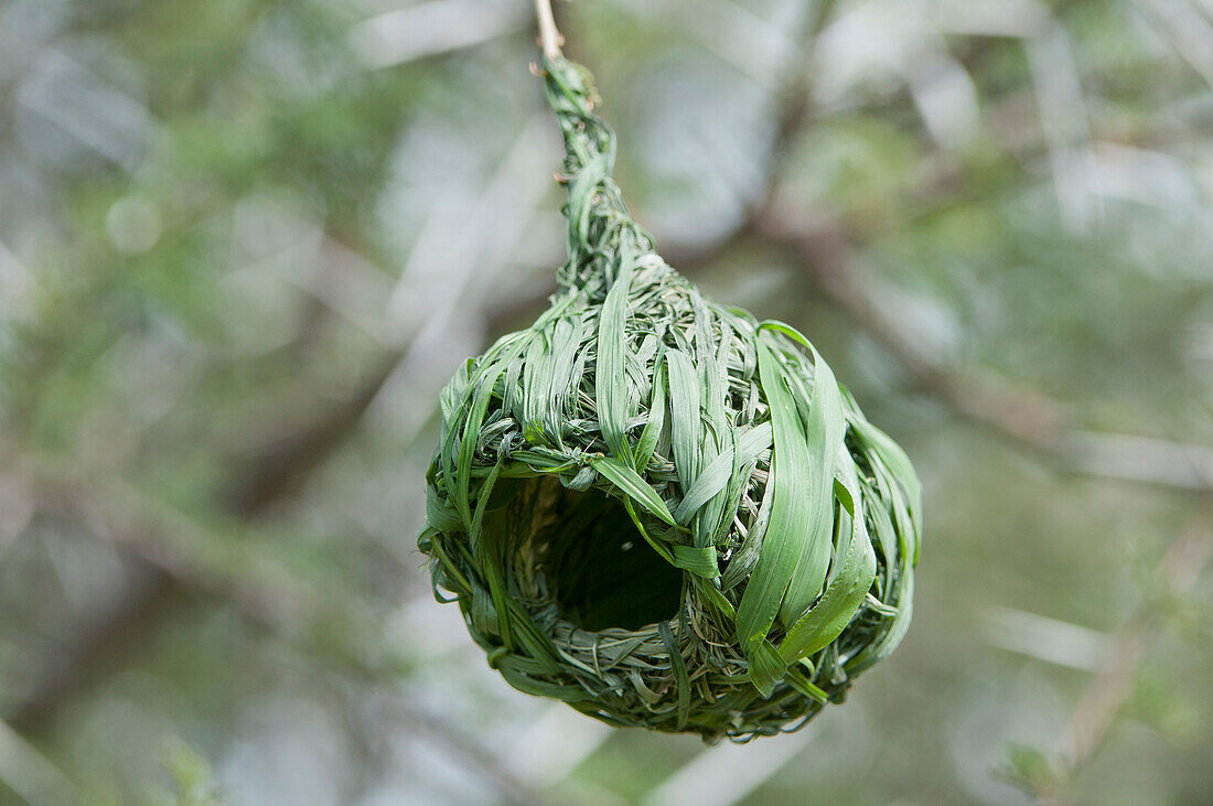 Masked-Weaver (Ploceus velatus) nest, Sosian Ranch, Kenya