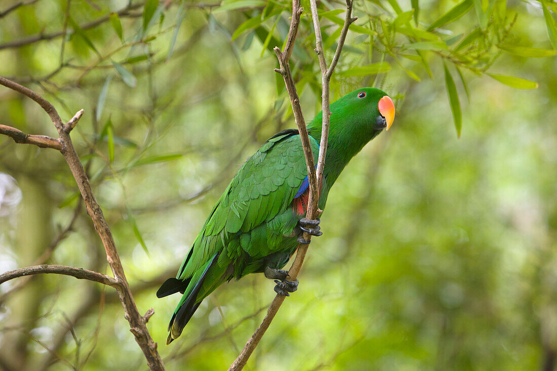 Eclectus Parrot (Eclectus roratus) male, Western Australia, Australia