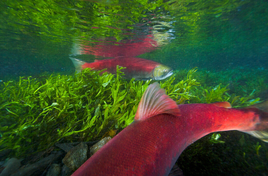 Sockeye Salmon (Oncorhynchus nerka) male and female swimming in small stream during spawning run, Roderick Haig-Brown Provincial Park, British Columbia, Canada