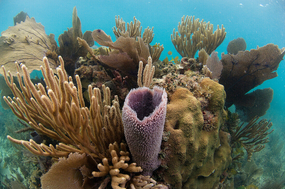Pink Vase Sponge (Niphates digitalis) on coral reef, Belize Barrier Reef, Belize