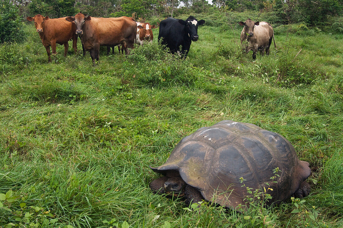 Indefatigable Island Tortoise (Chelonoidis nigra porteri) and Domestic Cattle (Bos taurus), Santa Cruz Island, Galapagos Islands, Ecuador