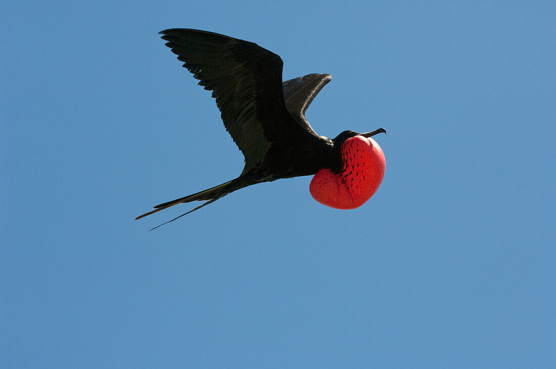 Magnificent Frigatebird (Fregata magnificens) male flying with inflated gular pouch, Isabella Island, Galapagos Islands, Ecuador