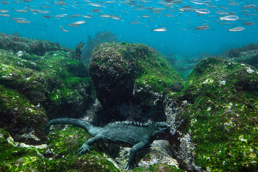 Marine Iguana (Amblyrhynchus cristatus) feeding on algae underwater, Cape Douglas, Fernandina Island, Galapagos Islands, Ecuador