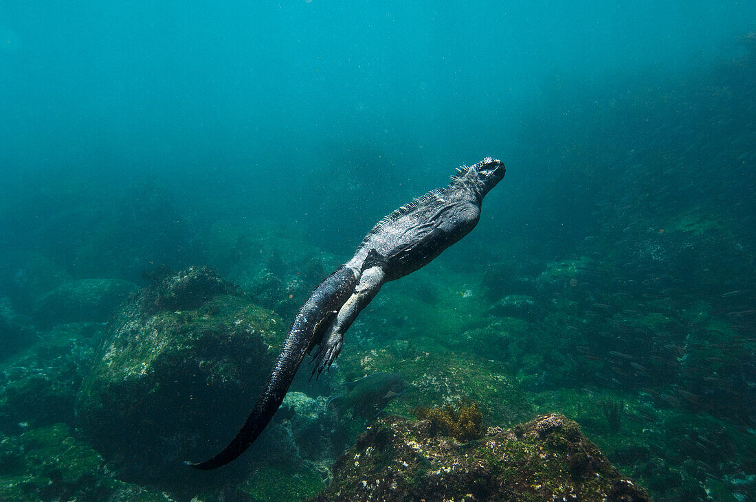 Marine Iguana (Amblyrhynchus cristatus) swimming underwater, Cape Douglas, Fernandina Island, Galapagos Islands, Ecuador