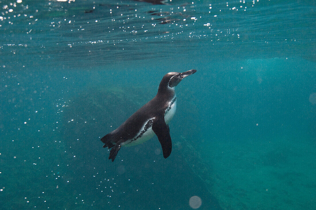 Galapagos Penguin (Spheniscus mendiculus) coming up to surface, Bartolome Island, Galapagos Islands, Ecuador