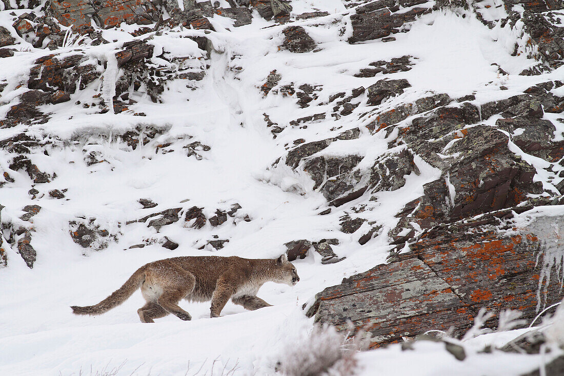 Mountain Lion (Puma concolor) wild female walking on mountain side, Glacier National Park, Montana