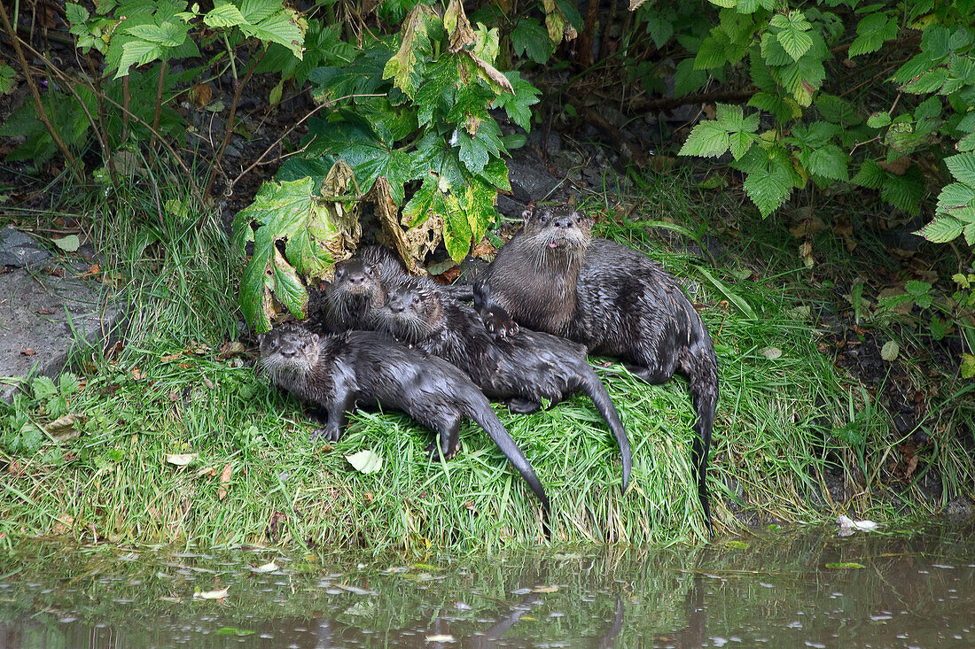 North American River Otter (Lontra canadensis) family, Sitka, Alaska