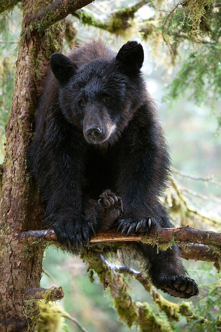 Black Bear (Ursus americanus) juvenile in tree, Anan Creek, Alaska