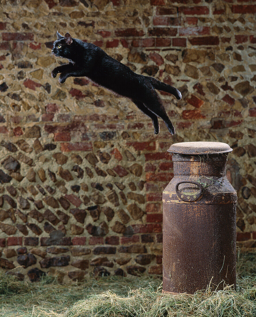 Domestic Cat (Felis catus) leaping from top of old milk churn