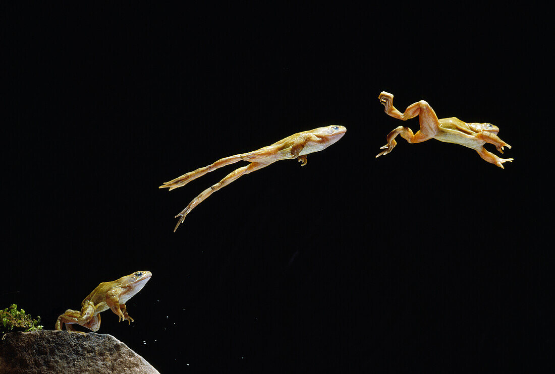 Common Frog (Rana temporaria) leaping from rock, multiple exposures