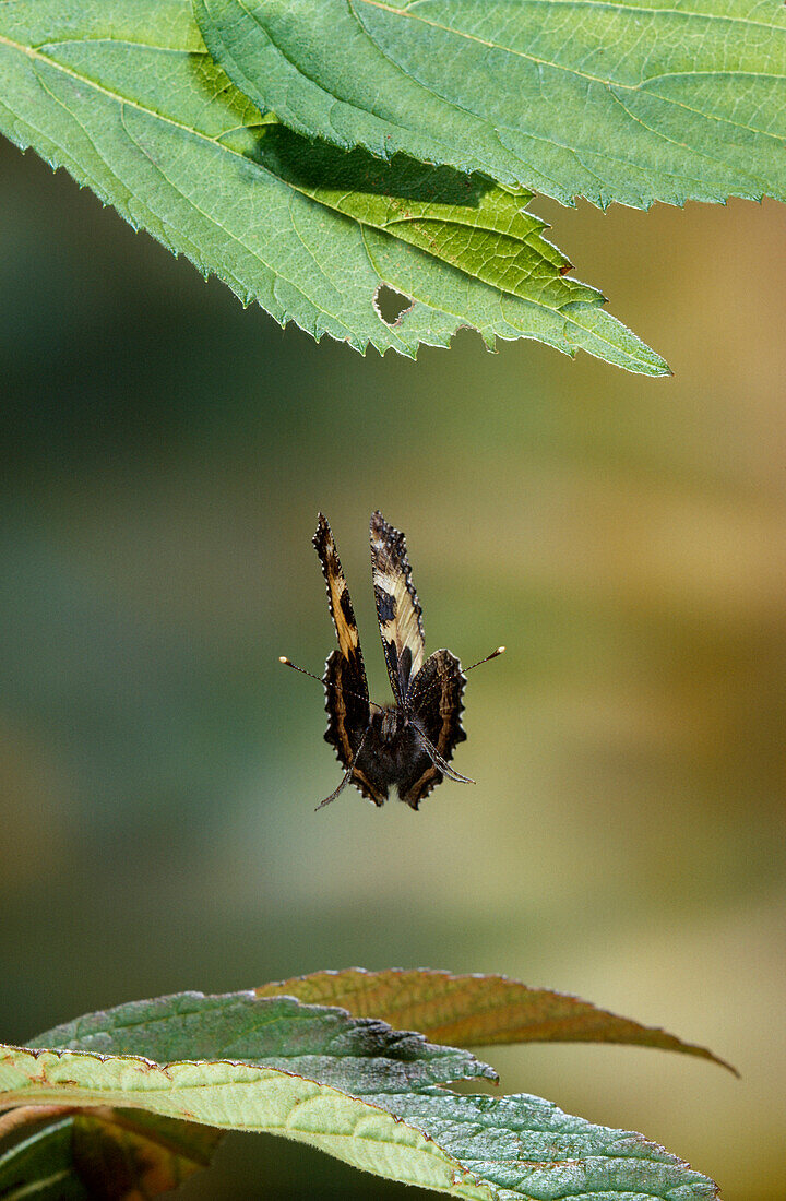 Small Tortoiseshell (Aglais urticae) butterfly flying