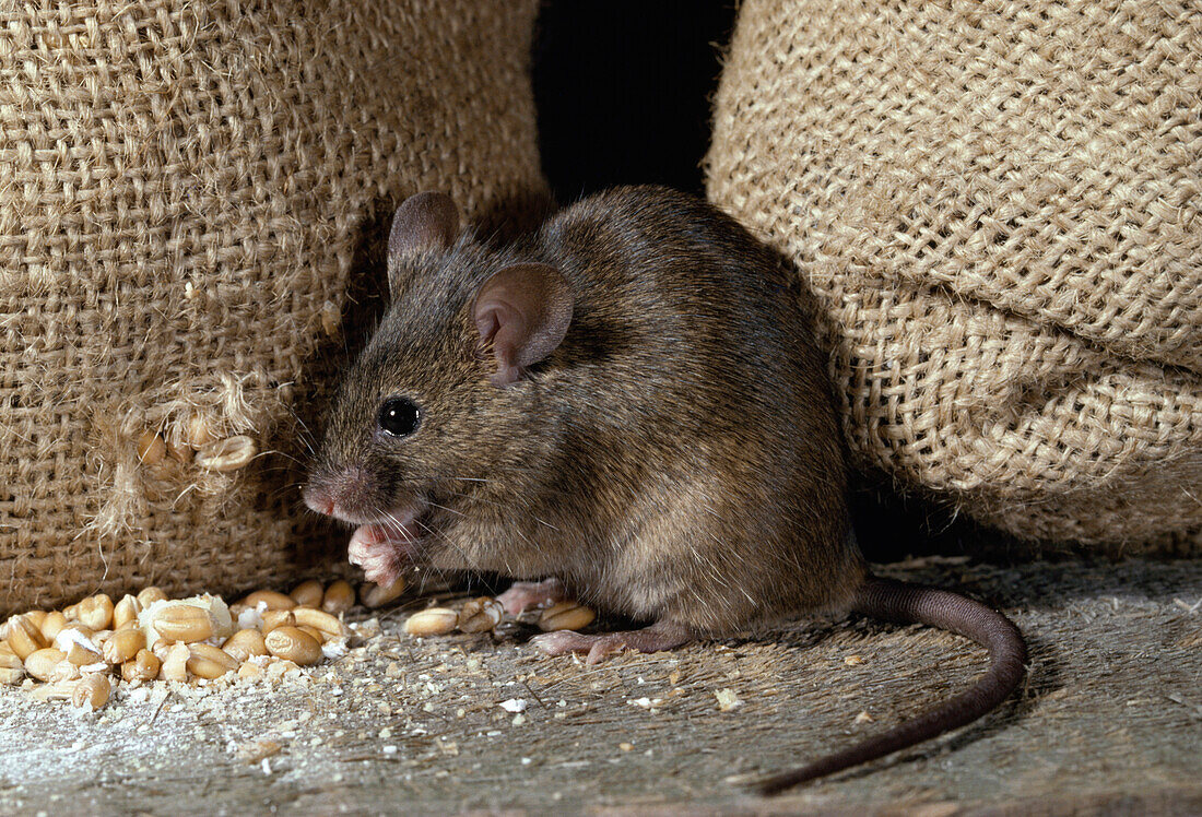 House Mouse (Mus musculus) raiding grain store