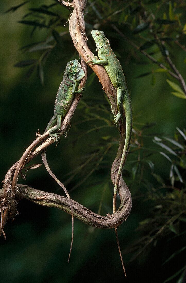 Green Iguana (Iguana iguana) pair