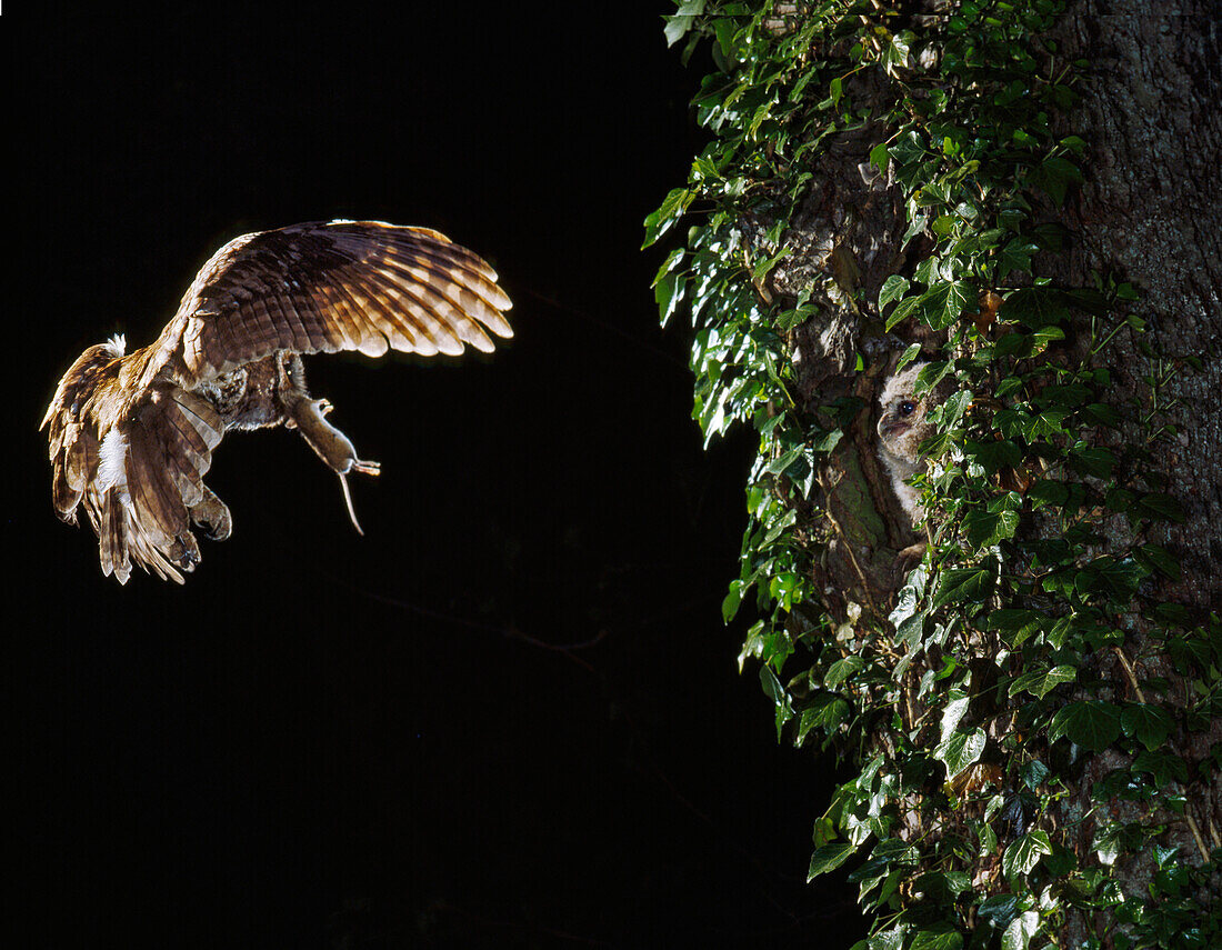 Tawny Owl (Strix aluco) carrying prey for chick in nest