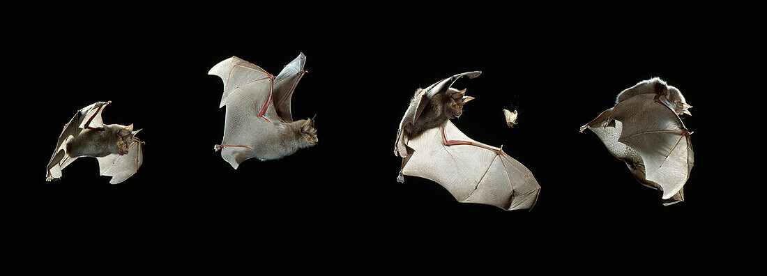 Greater Horseshoe Bat (Rhinolophus ferrumequinum) catching moth, multiple exposures