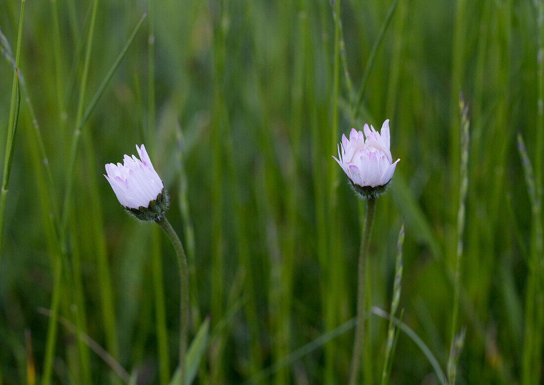 Common Daisy (Bellis perennis) flowers with petals closed at sunrise, Sussex, England, sequence 1/3