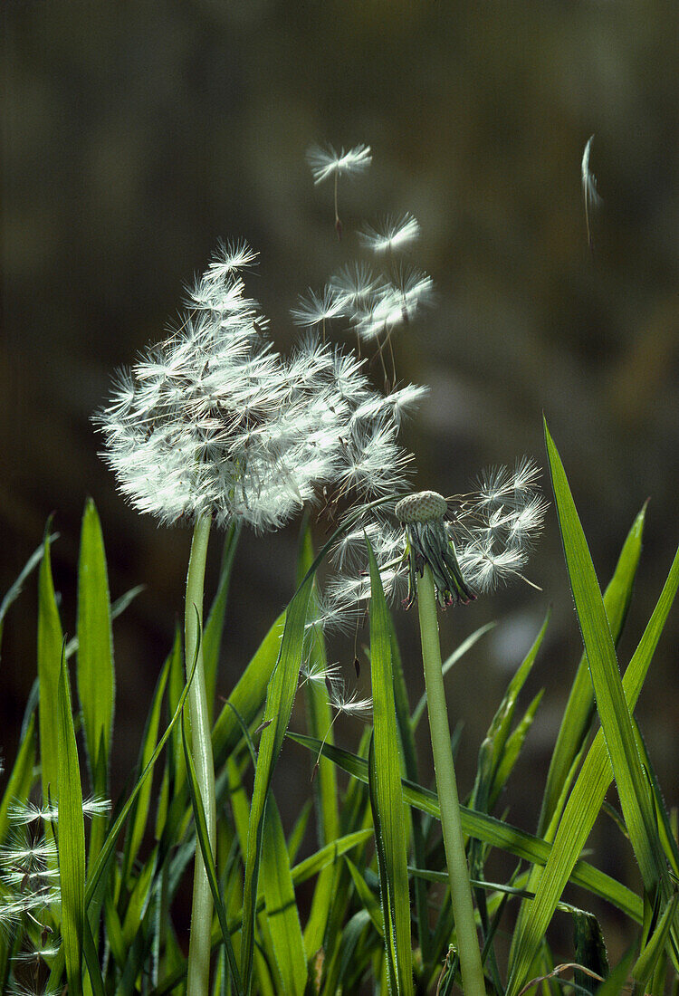 Dandelion (Taraxacum officinale) dispersal of seed by the wind, Sussex, England