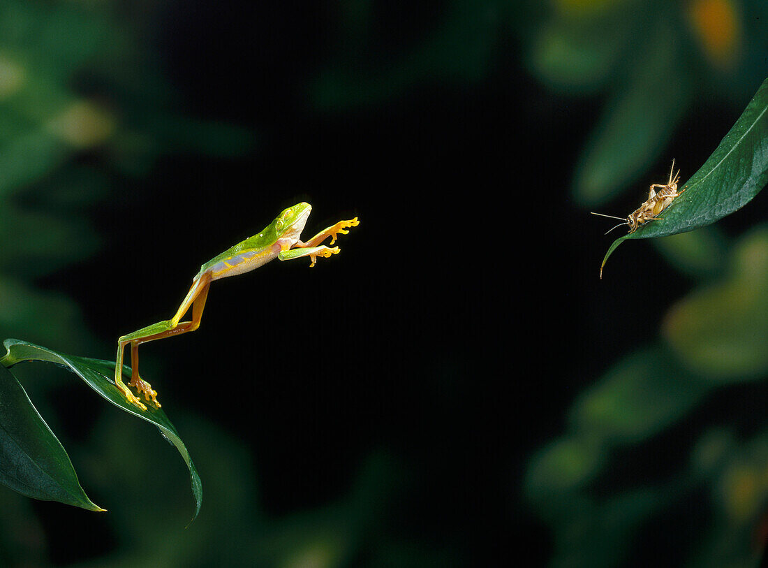 Red-eyed Tree Frog (Agalychnis callidryas) leaping at cricket, native to Central America