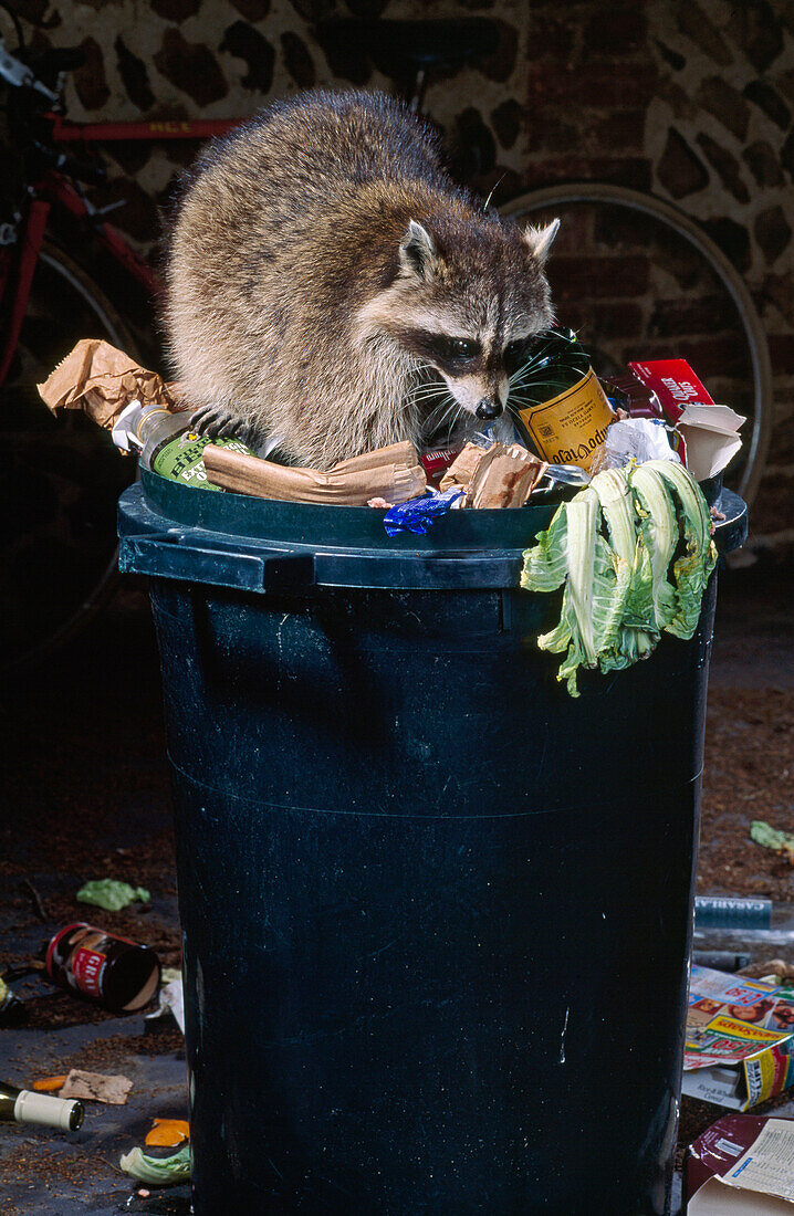 Raccoon (Procyon lotor) scavenging in garbage bin at night