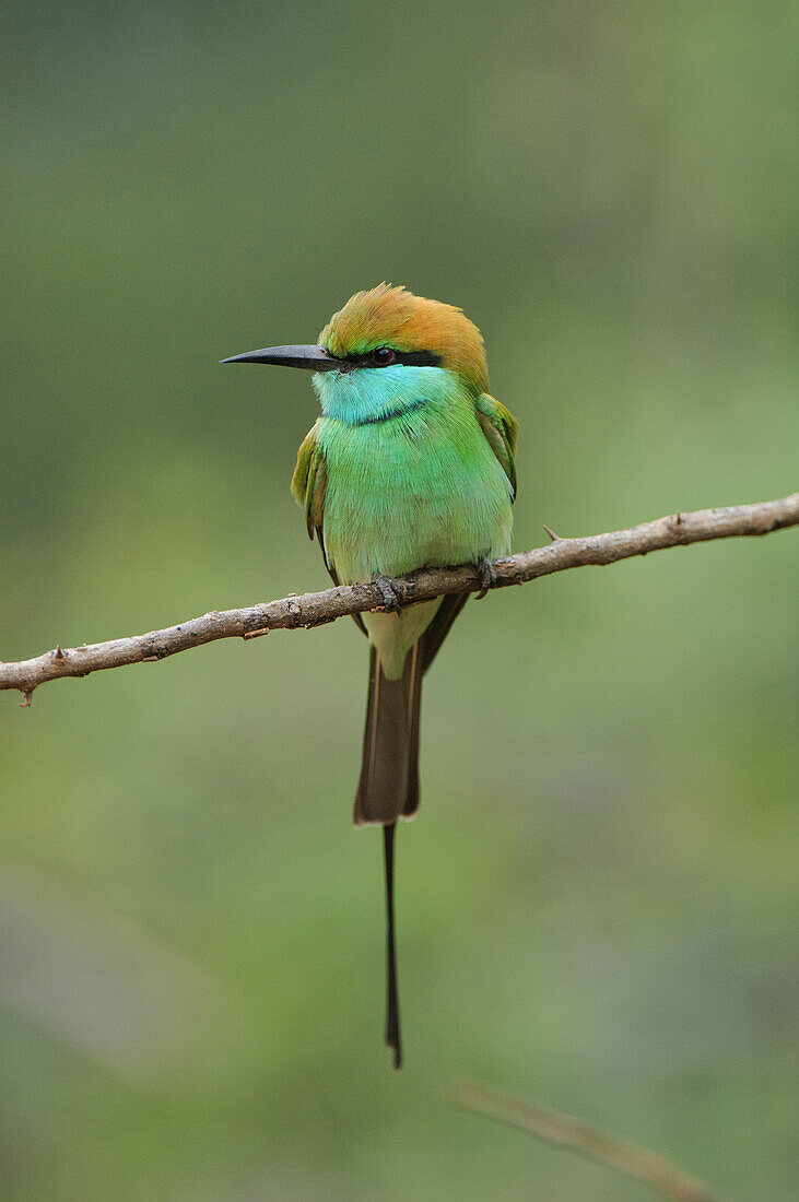 Little Green Bee-eater (Merops orientalis), Yala National Park, Sri Lanka