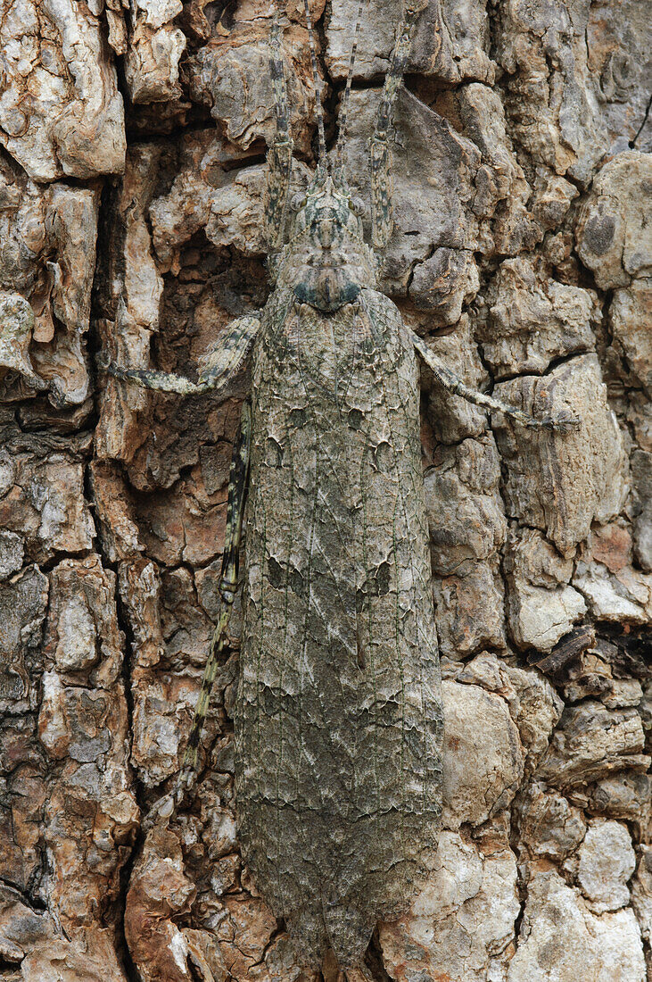 Katydid (Olcinia sp) camouflaged on bark, Yala National Park, Sri Lanka